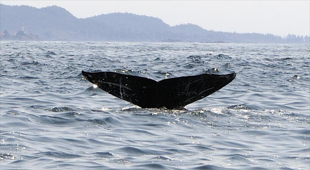 Name:  Whale tail (1).jpg
Views: 365
Size:  90.6 KB