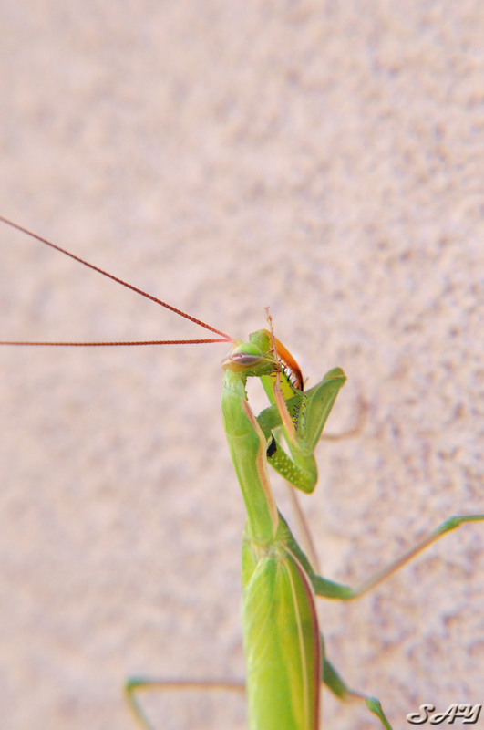Name:  Mantis 5.jpg
Views: 401
Size:  173.3 KB