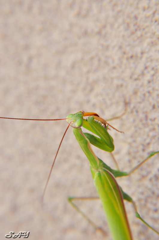 Name:  Mantis 7.jpg
Views: 220
Size:  162.9 KB