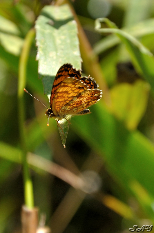 Name:  Butterfly 1.jpg
Views: 452
Size:  202.4 KB
