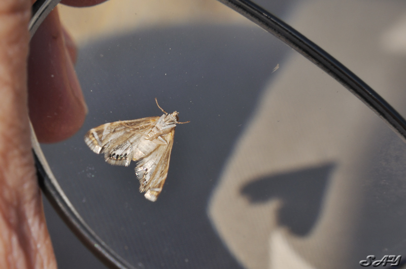 Name:  Moth 2.jpg
Views: 194
Size:  150.2 KB