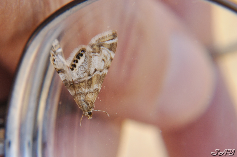Name:  Moth 1.jpg
Views: 356
Size:  168.1 KB