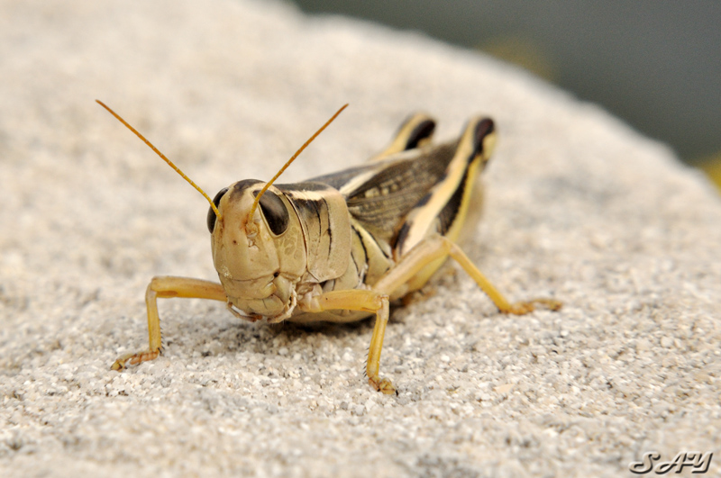 Name:  Hopper 1.jpg
Views: 201
Size:  216.5 KB