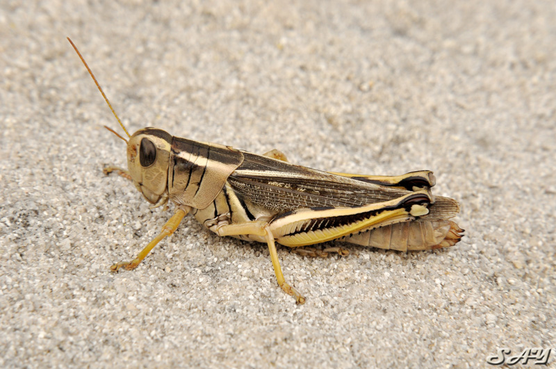 Name:  Hopper 2.jpg
Views: 207
Size:  205.2 KB