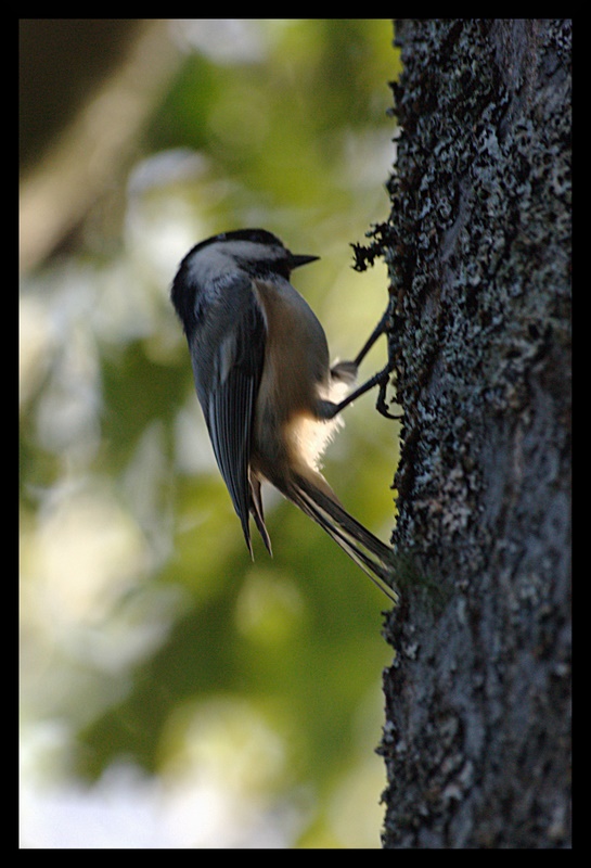 Name:  IMG_2324_edited.jpg
Views: 416
Size:  136.0 KB