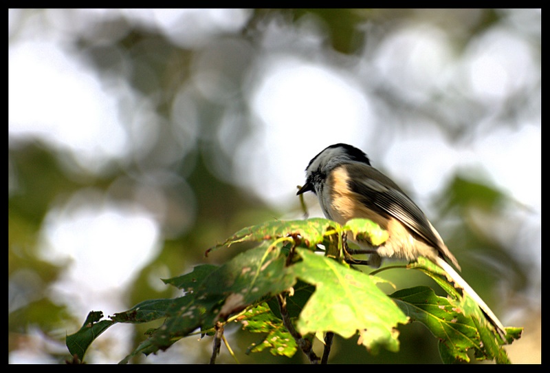 Name:  IMG_2333_edited.jpg
Views: 415
Size:  121.9 KB