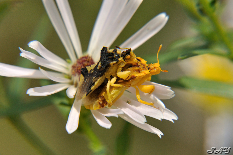 Name:  Jagged Ambush Bug 1.jpg
Views: 316
Size:  228.0 KB