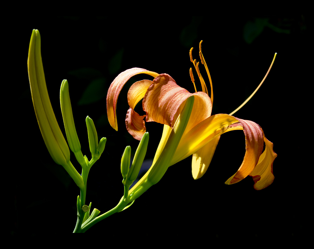 Name:  Day lillies from seed, July 2013  .jpg
Views: 244
Size:  324.5 KB