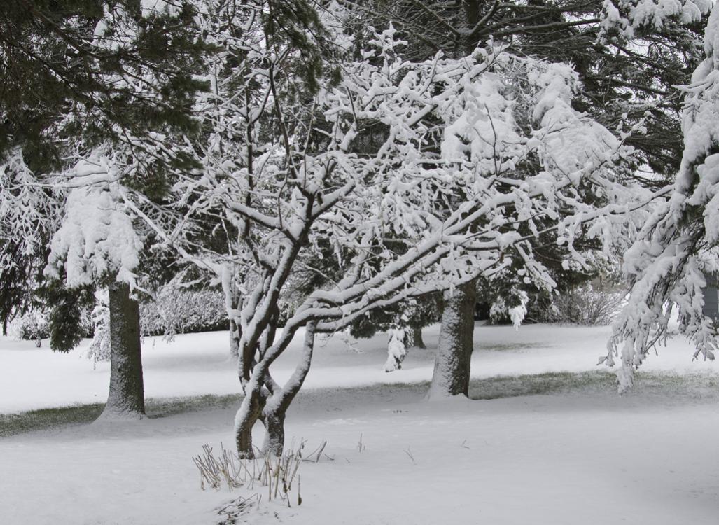 Name:  First snow, Nov 27,2013.jpg
Views: 631
Size:  162.8 KB