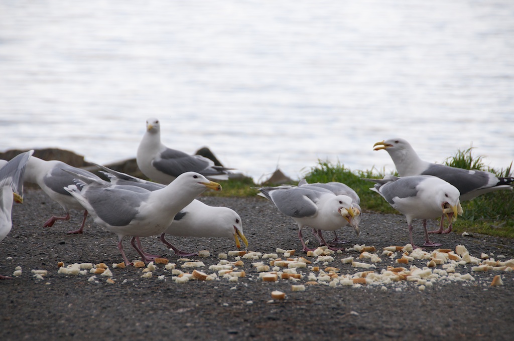 Name:  gull-ping bread.jpg
Views: 375
Size:  196.7 KB
