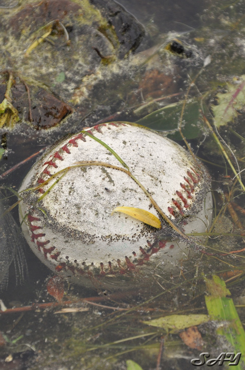 Name:  Ball 1.jpg
Views: 303
Size:  197.4 KB