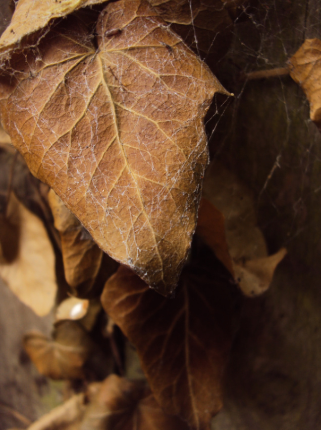 Name:  dead ivy.jpg
Views: 383
Size:  218.0 KB