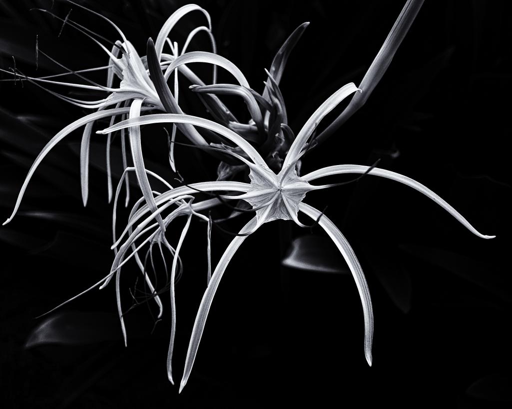 Name:  cruiseship_kingswharf_FnO_2011--10.jpg
Views: 516
Size:  76.9 KB