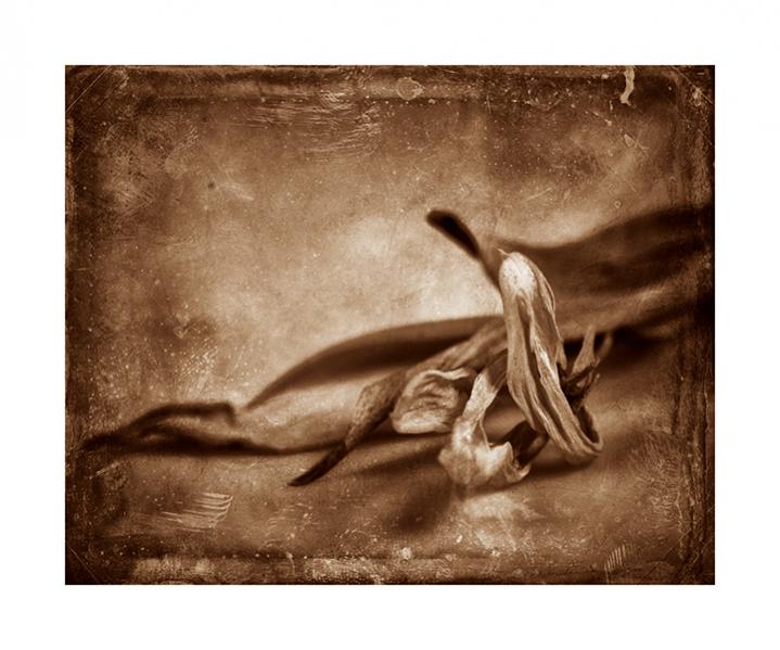 Name:  The end of the line (Dead Tulip study).jpg
Views: 499
Size:  55.9 KB