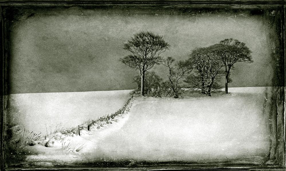 Name:  The Copse.jpg
Views: 525
Size:  120.7 KB