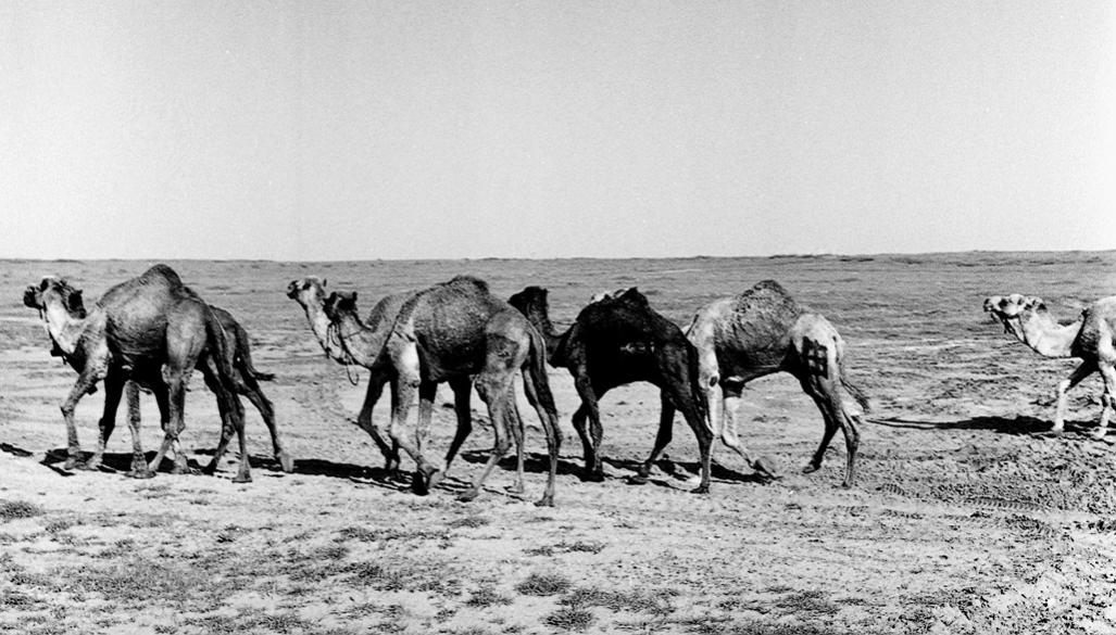 Name:  Morroco, dromedaries, Rabat .jpg
Views: 190
Size:  114.7 KB