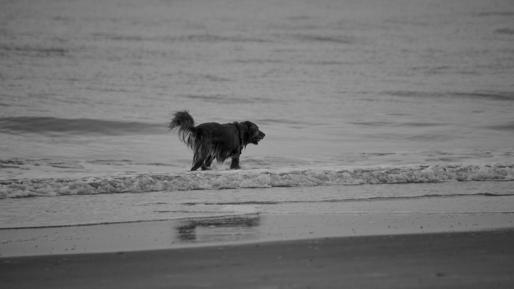 Name:  B&W DOG-2994.jpg
Views: 236
Size:  46.5 KB