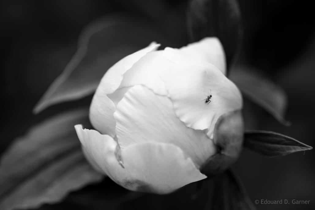 Name:  ant on peonybw-1.jpg
Views: 133
Size:  32.4 KB