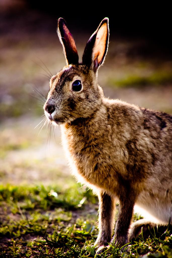Name:  bunny (4).jpg
Views: 643
Size:  103.7 KB