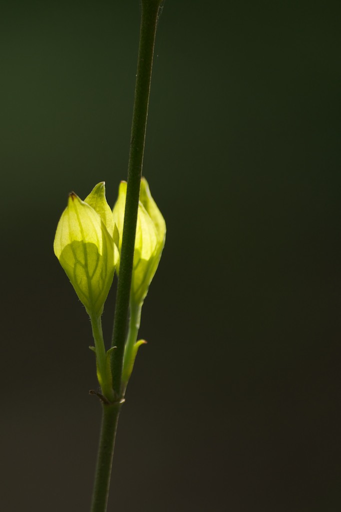Name:  Bud 2  211.jpg
Views: 510
Size:  44.0 KB