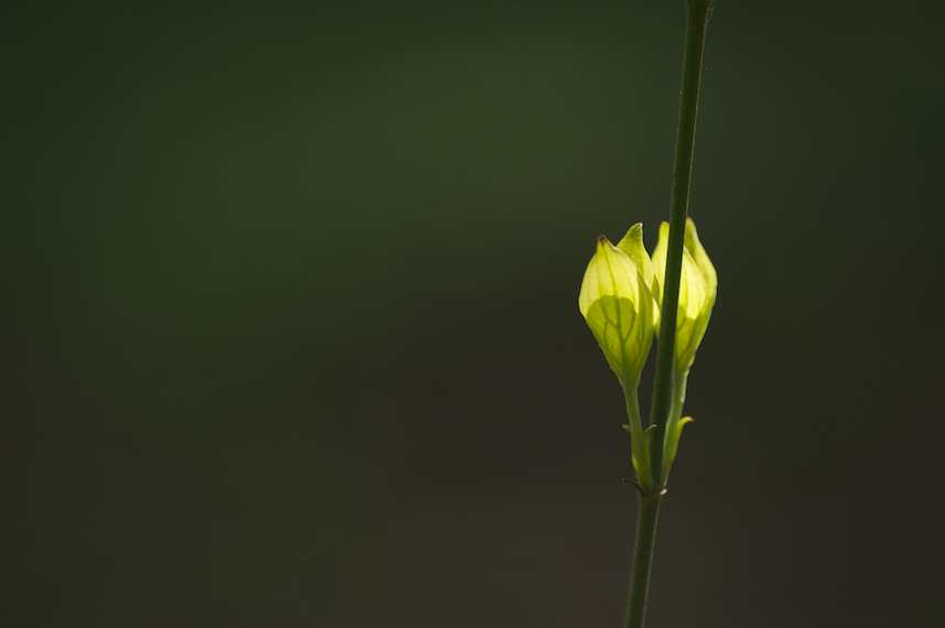 Name:  Bud 4  213.jpg
Views: 290
Size:  15.1 KB