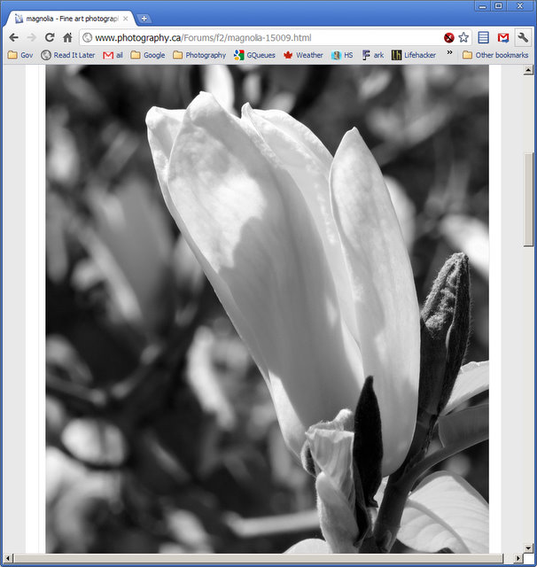 Name:  magnolia - Fine art photography forum - Google Chrome 692011 82246 AM.jpg
Views: 353
Size:  73.7 KB