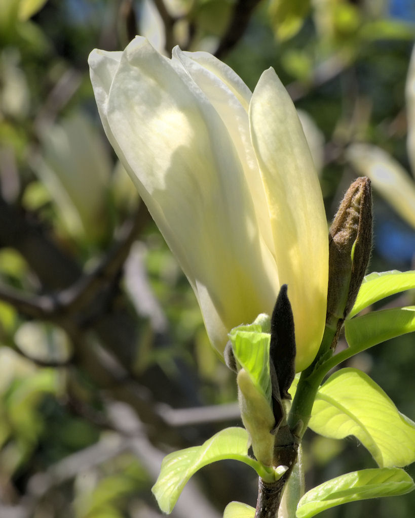 Name:  magnolia2 small.jpg
Views: 118
Size:  113.3 KB
