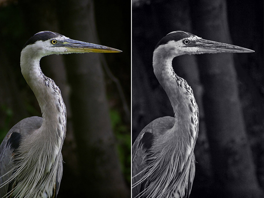 Name:  Great Blue Heron, comparison,b.jpg
Views: 383
Size:  181.1 KB