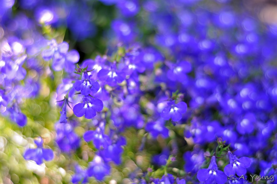 Name:  Flower 14.jpg
Views: 659
Size:  123.9 KB