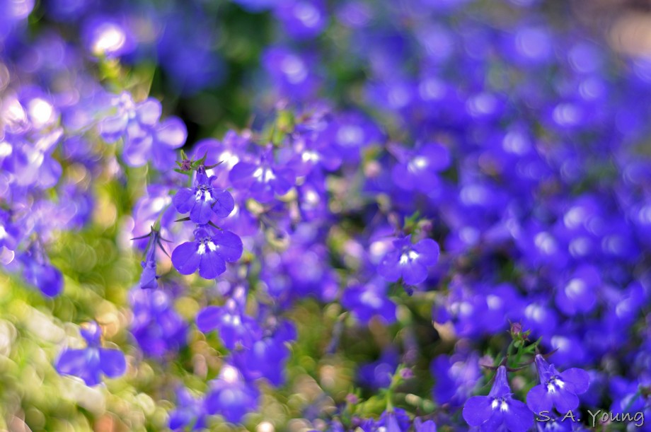 Name:  Flower 14mod3.jpg
Views: 581
Size:  130.1 KB