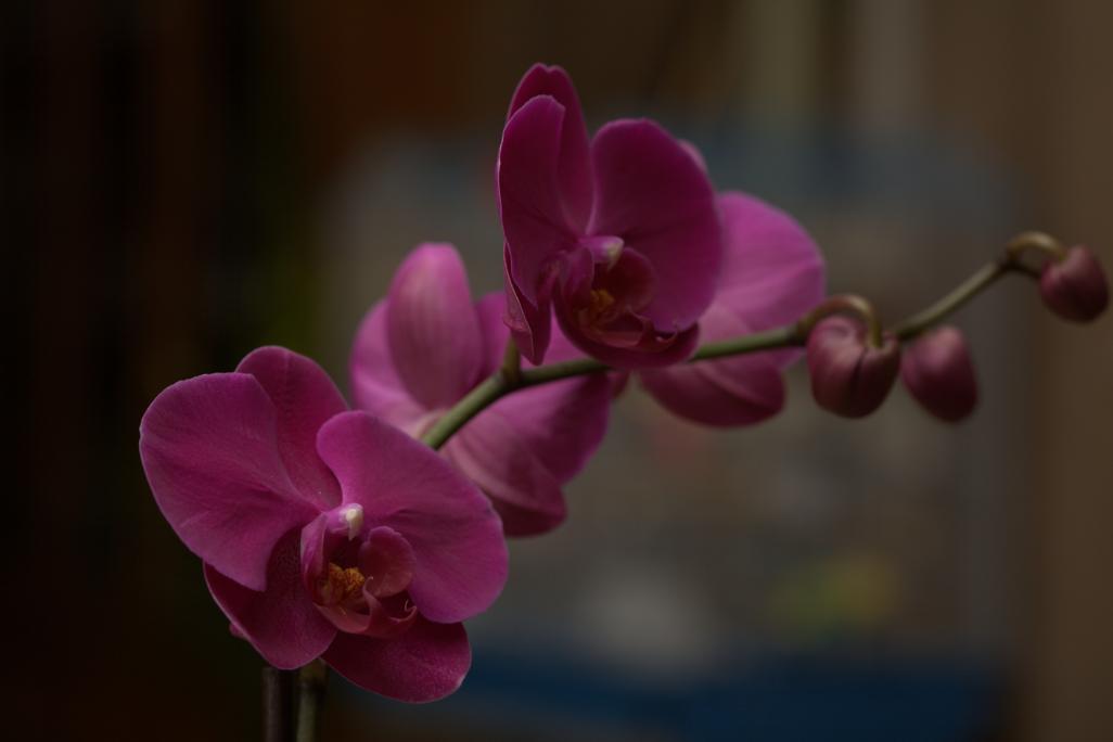 Name:  Orchid re-shoot2.jpg
Views: 416
Size:  30.9 KB