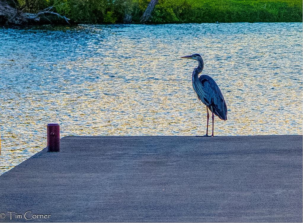 Name:  hdrheron.jpg
Views: 414
Size:  234.3 KB