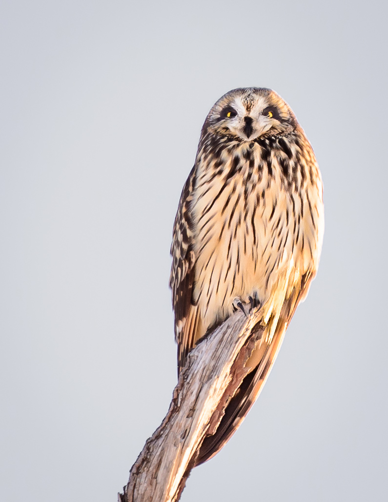 Name:  Owl1.jpg
Views: 426
Size:  238.9 KB