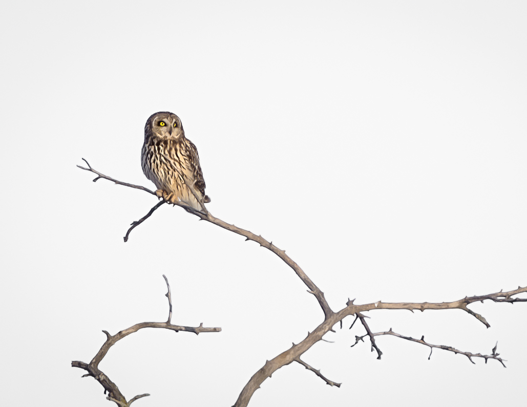 Name:  Owl2.jpg
Views: 363
Size:  199.6 KB