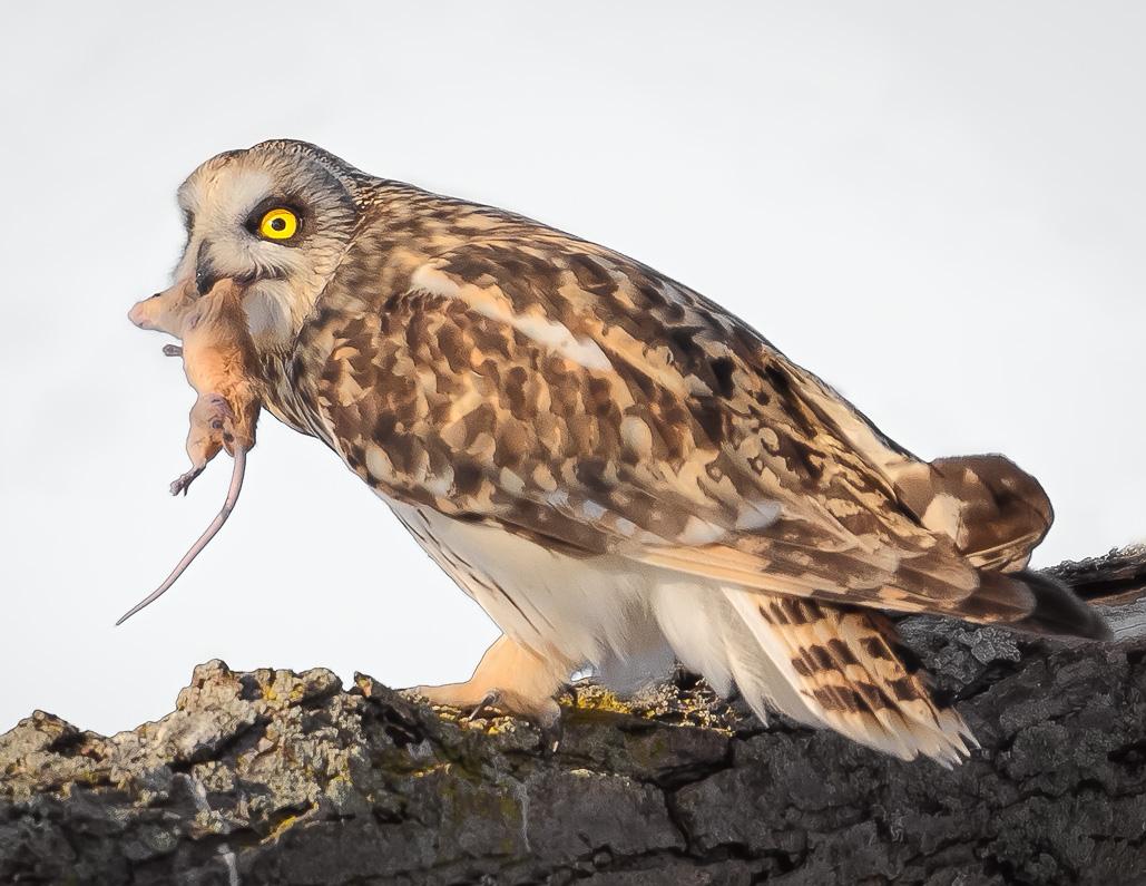 Name:  Owl3.jpg
Views: 369
Size:  266.6 KB