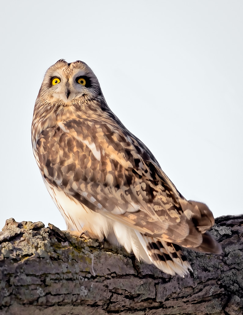 Name:  Owl4.jpg
Views: 390
Size:  239.0 KB