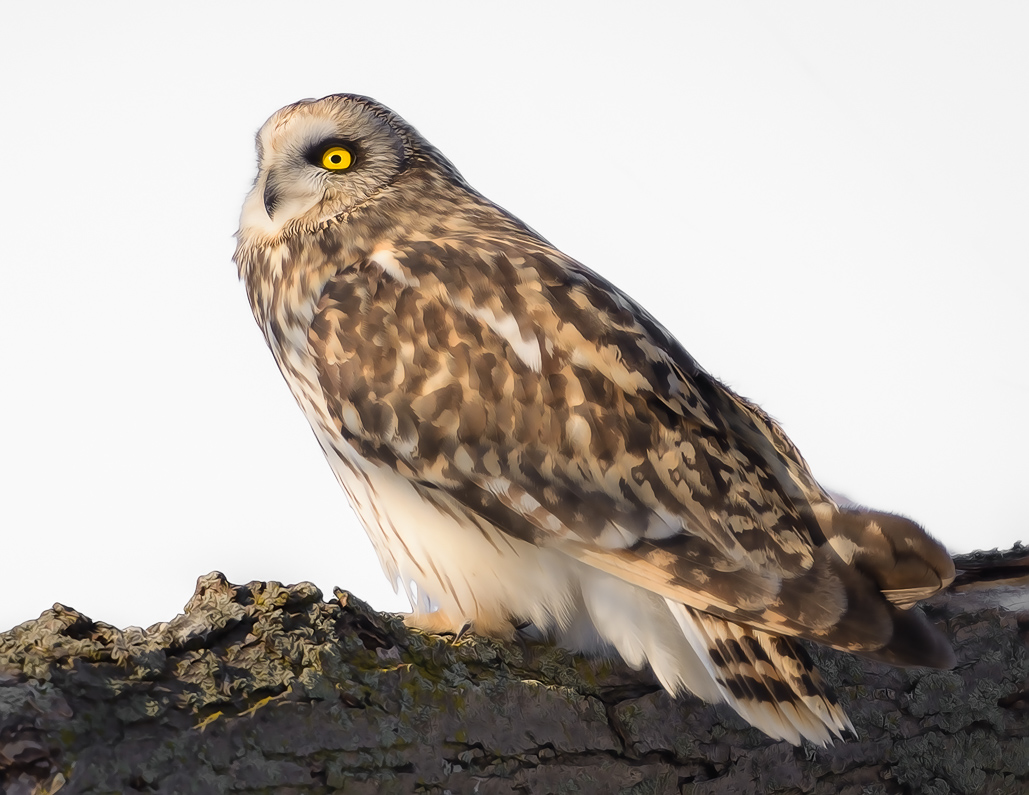 Name:  Owl5.jpg
Views: 312
Size:  310.0 KB