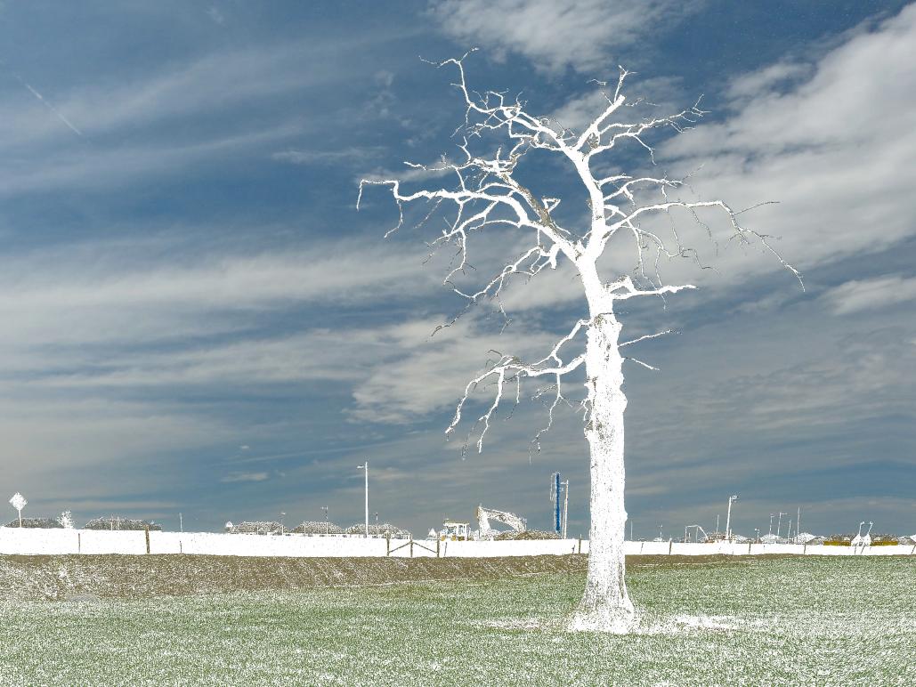 Name:  White Tree.jpg
Views: 435
Size:  130.9 KB