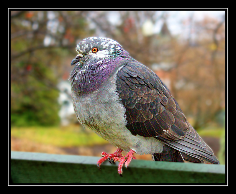 Name:  IMG_5549.CR2.edited.jpg
Views: 567
Size:  199.5 KB