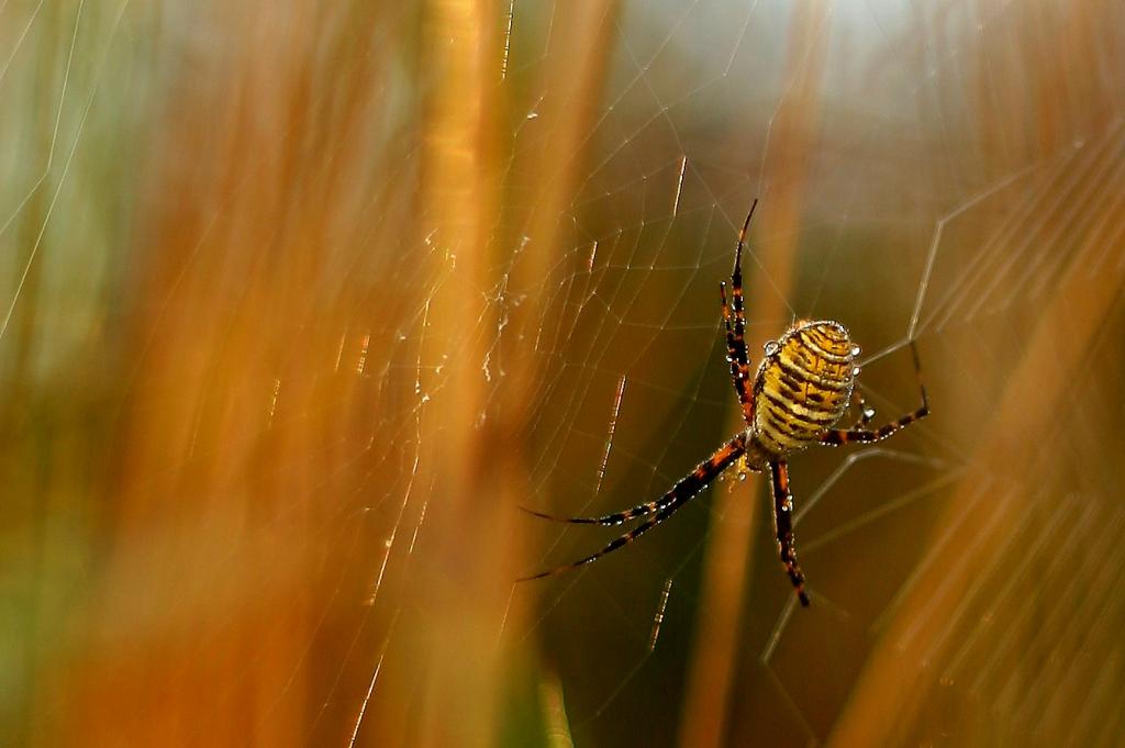 Name:  IMG_6409spider crop 300mm.jpg
Views: 281
Size:  54.3 KB