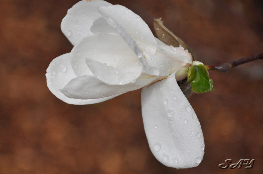 Name:  Flower 7.jpg
Views: 395
Size:  158.8 KB