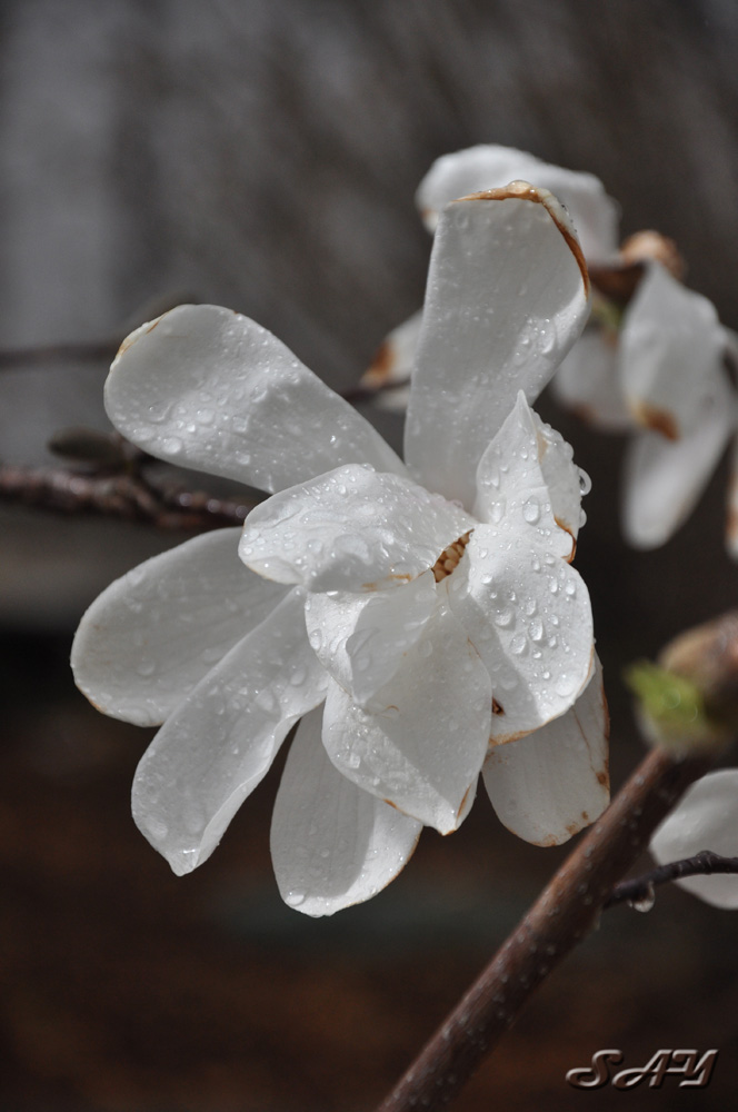 Name:  Flower 10.jpg
Views: 385
Size:  152.5 KB