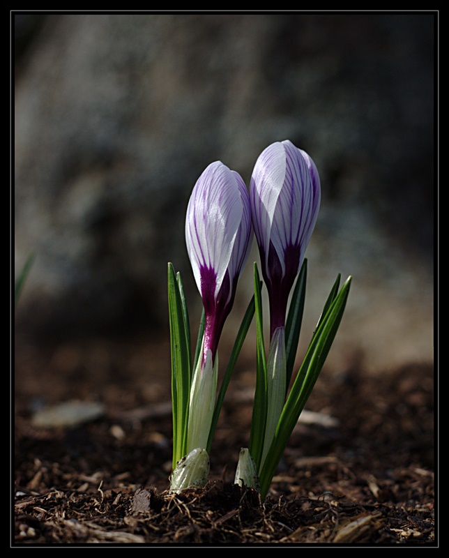 Name:  IMG_6786.edited.jpg
Views: 601
Size:  129.6 KB