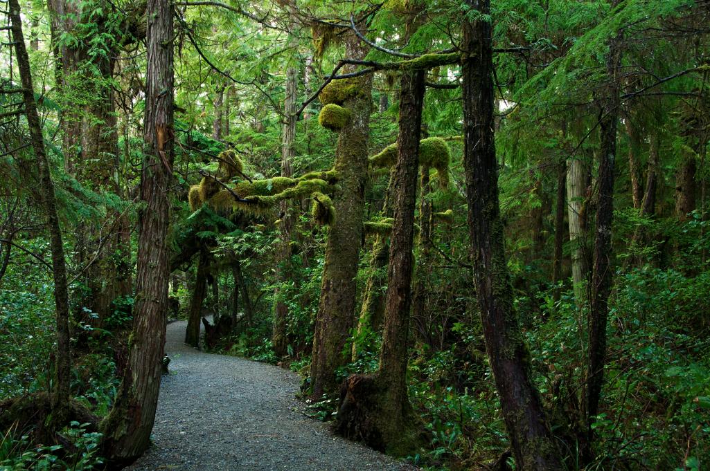 Name:  NAM 5987-V2 Wild Pacific Trail 012.jpg
Views: 544
Size:  204.4 KB