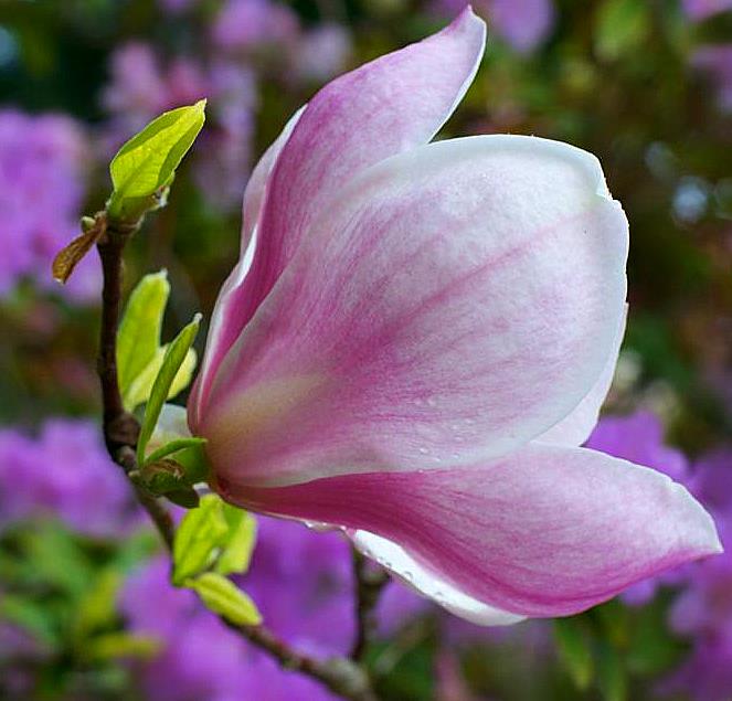 Name:  magnolia 012.jpg
Views: 453
Size:  49.3 KB
