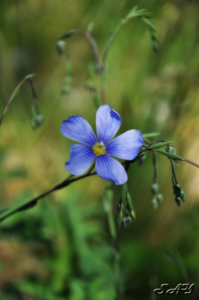 Name:  Orton Flower 3.jpg
Views: 372
Size:  139.8 KB