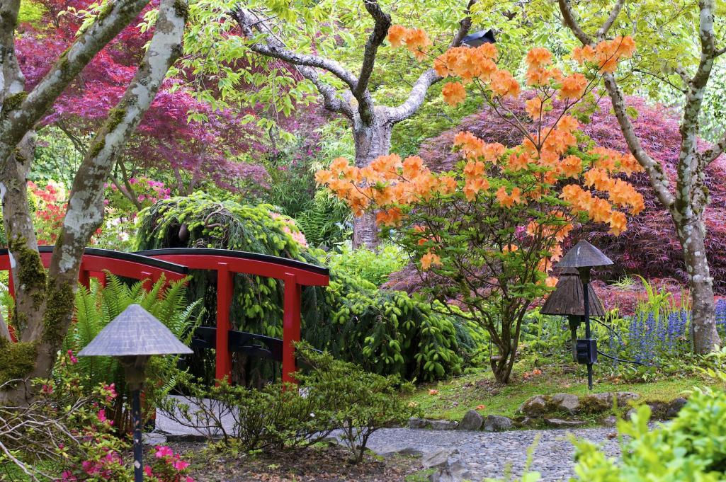 Name:  Butchart  Japanese garden 022.jpg
Views: 1815
Size:  229.0 KB