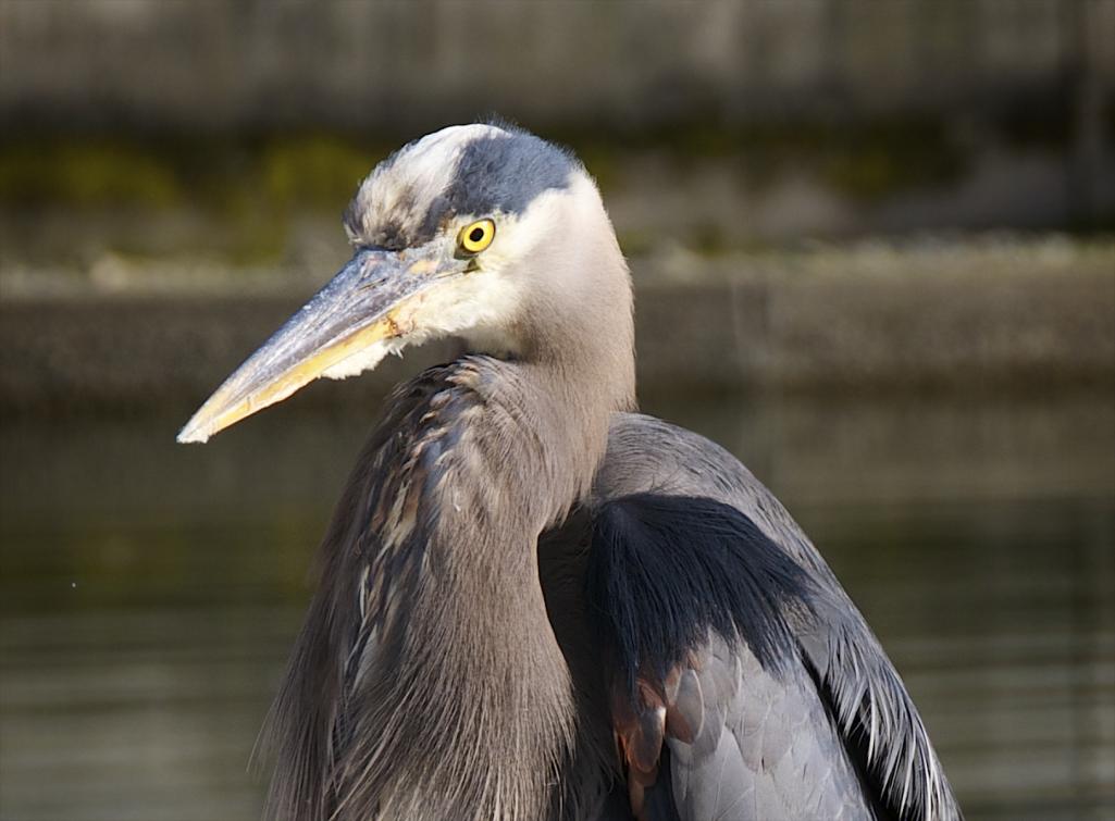 Name:  Heron.jpg
Views: 387
Size:  70.7 KB