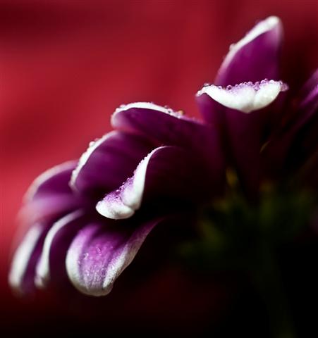 Name:  DSC_3152-Edit (Small).jpg
Views: 484
Size:  21.1 KB