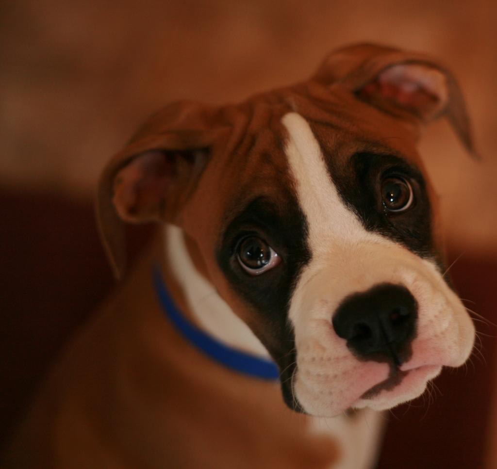 Name:  IMG_4104marley.jpg
Views: 430
Size:  50.8 KB